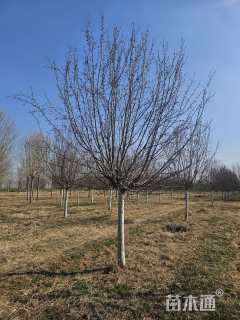 10公分绚丽海棠