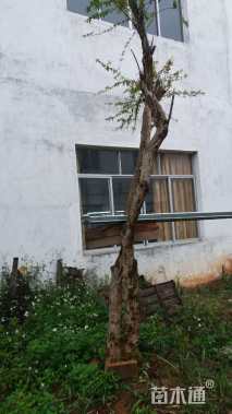 高度250厘米石榴