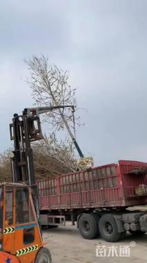 12公分美国红枫