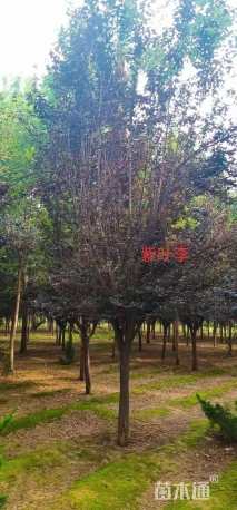 16公分紫叶李