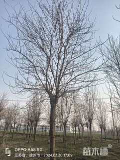 12公分金叶白蜡