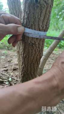 高度700厘米丛生五角枫