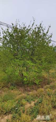 高度350厘米丛生紫薇