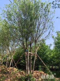 高度700厘米丛生元宝枫