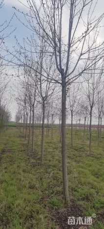 10公分美国红枫