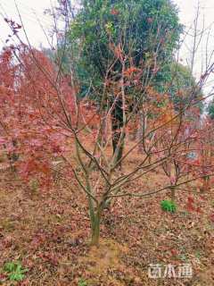 15公分日本红枫