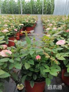 10厘米安吉拉月季