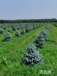 高度200厘米美国蓝杉