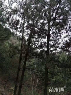 高度600厘米油松