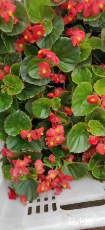 高度30厘米四季海棠