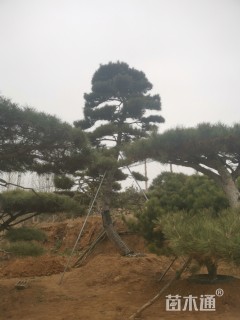 30公分造型油松