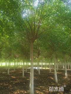 15公分桃叶卫矛