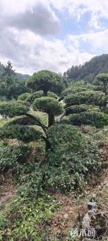 移栽苗造型罗汉松