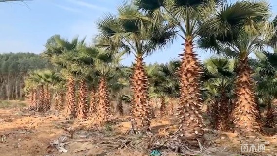 裸干高250厘米华盛顿棕榈