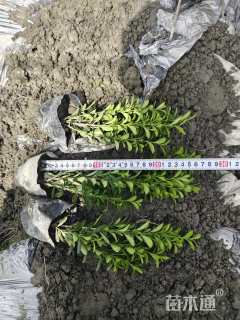 高度20厘米小叶黄杨