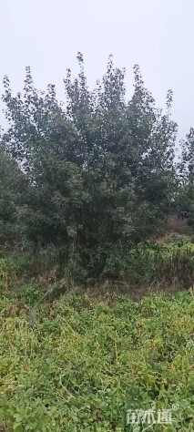 高度500厘米丛生五角枫