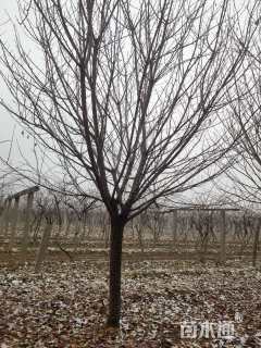 18公分日本晚樱