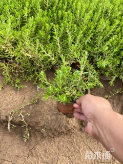 高度15厘米垂盆草