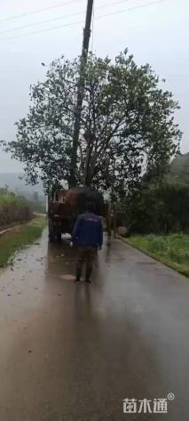 高度350厘米丛生胡柚