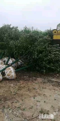 15公分北美海棠