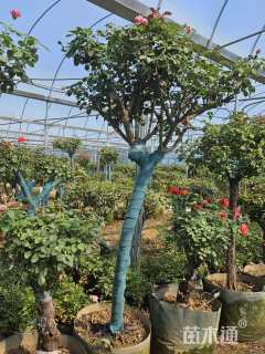 高度250厘米品种月季