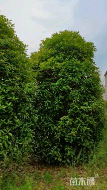 冠幅250厘米桂花球