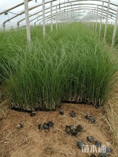 高度60厘米细叶芒