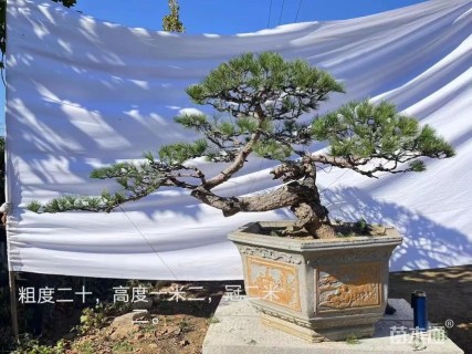 20公分造型油松