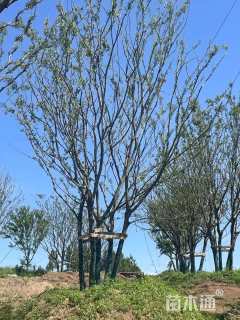 40公分(5杆)丛生朴树