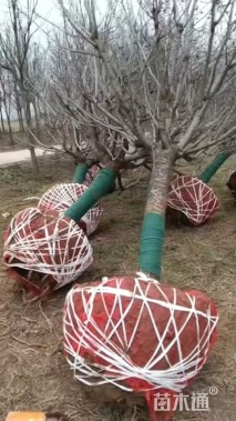 15公分日本晚樱