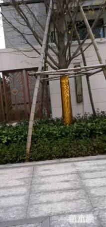 60公分嫁接银杏