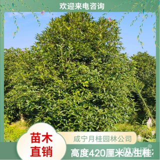 高度420厘米丛生桂花