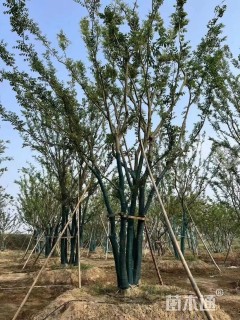 65公分(5杆)丛生朴树