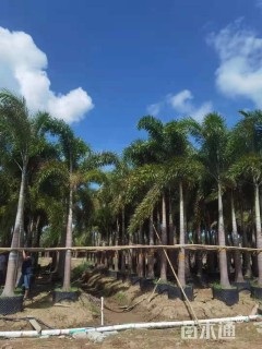 裸干高300厘米狐尾椰