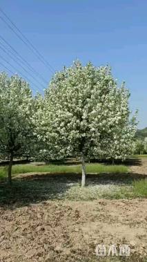 18公分北美海棠