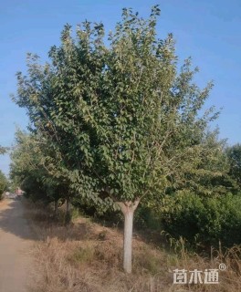 24公分普贤象樱花