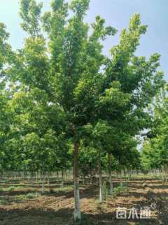 15公分金叶复叶槭