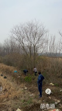 50公分丛生乌桕