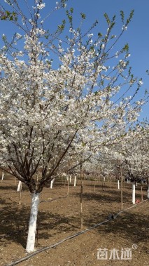 14公分染井吉野樱