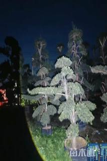 容器苗造型罗汉松