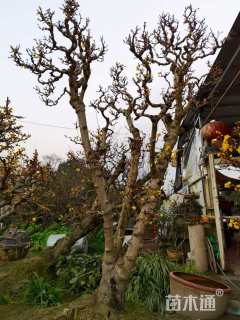 高度250厘米蜡梅