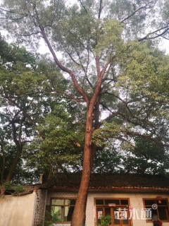 80公分香樟