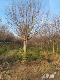 12公分绚丽海棠