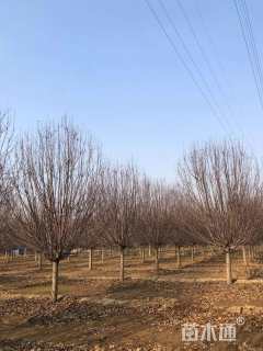 10公分绚丽海棠