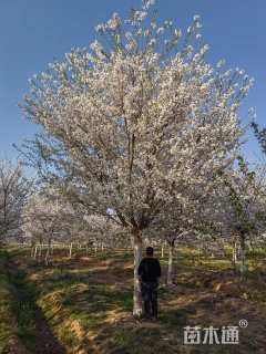 18公分染井吉野樱