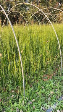 高度80厘米木贼