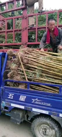 地栽苗金镶玉竹