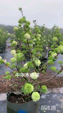 高度150厘米木绣球