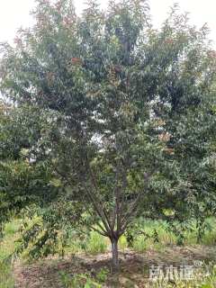 12公分红叶碧桃