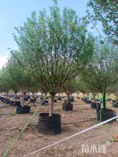 15公分日本晚樱